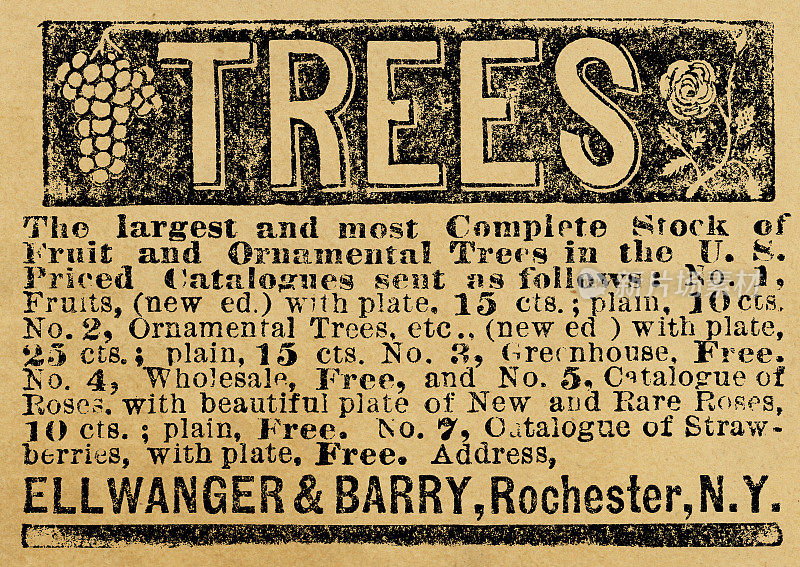 维多利亚时代的埃尔旺格和巴里苗木广告- 19世纪